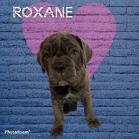 Roxane 