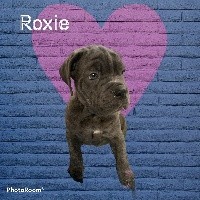 Roxie 