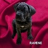 Ravene 